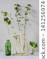Interior greenery against a white wall 141256974