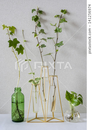 Interior greenery against a white wall Interior greenery against a white wall 141256974