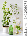 Interior greenery against a white wall 141256975