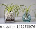 Interior greenery against a white wall 141256976