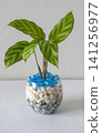 Interior greenery against a white wall 141256977