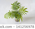 Interior greenery against a white wall 141256978