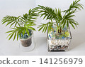 Interior greenery against a white wall 141256979