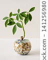 Interior greenery against a white wall 141256980