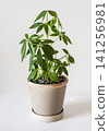 Interior greenery against a white wall 141256981