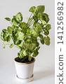 Interior greenery against a white wall 141256982