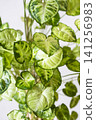 Interior greenery against a white wall 141256983