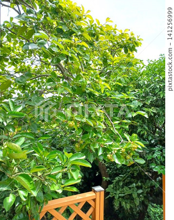 A persimmon tree bearing green fruit in June A persimmon tree bearing green fruit in June 141256999