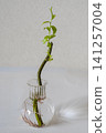 Interior greenery against a white wall 141257004