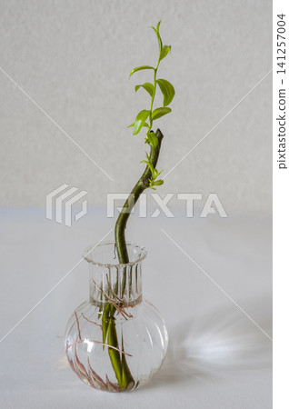 白色牆邊的室內綠植 白色牆邊的室內綠植 141257004
