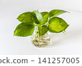 Interior greenery against a white wall 141257005