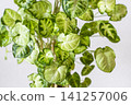 Interior greenery against a white wall 141257006