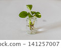Interior greenery against a white wall 141257007