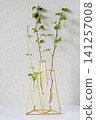 Interior greenery against a white wall 141257008