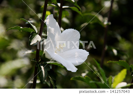 白色mukoge的花 白色mukoge的花 141257043