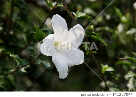 白色mukoge的花 白色mukoge的花 141257044