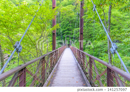 The suspension bridge (Takimi Bridge) at Mitou Great Waterfall in the lush green Hinohara Tokyo Metropolitan Forest. The suspension bridge (Takimi Bridge) at Mitou Great Waterfall in the lush green Hinohara Tokyo Metropolitan Forest. 141257097