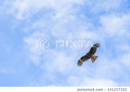 托比在藍藍的天空中飛翔 托比在藍藍的天空中飛翔 141257102