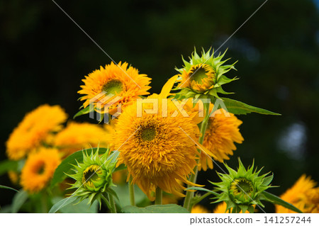 Sunflower season Sunflower season 141257244