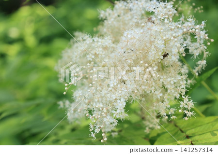 盛開的白色花楸花 盛開的白色花楸花 141257314