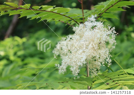盛開的白色花楸花 盛開的白色花楸花 141257318