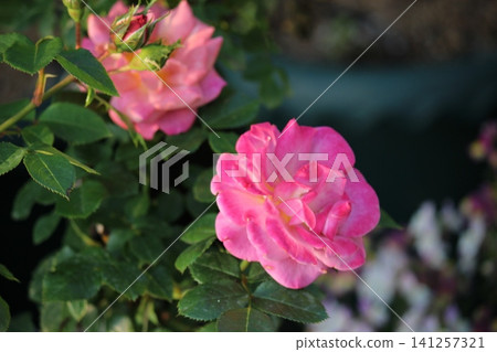 Light pink rose love Light pink rose love 141257321