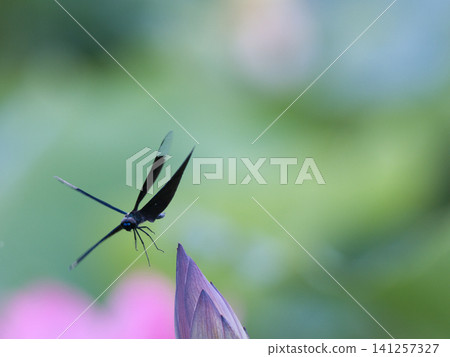 A dragonfly that stops on a lotus bud 141257327