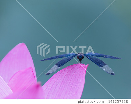 Dragonfly perching on a lotus flower Dragonfly perching on a lotus flower 141257328