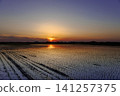 Paddy fields illuminated by the setting sun 141257375
