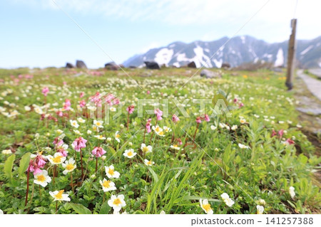 高山植物成簇開放的花朵 高山植物成簇開放的花朵 141257388