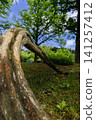 Big tree  141257412
