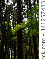 A cedar forest surrounded by cedar trees 141257413