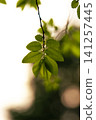 Fresh fresh green image material 141257445