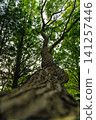 Mossy wood 141257446