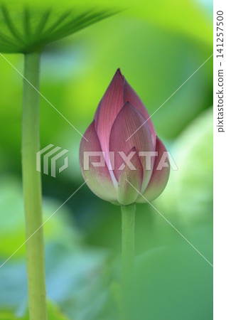 蓮花的芽 141257500