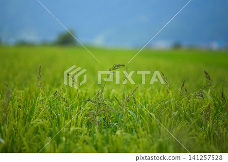 A local Kiha train runs through a rural area of lush green fields. 141257528