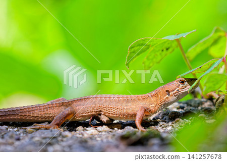 Adult Japanese grass lizards on a mountain path in summer Adult Japanese grass lizards on a mountain path in summer 141257678