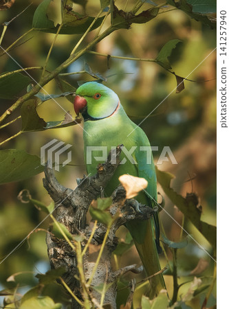 Rose-ringed Parakeet Rose-ringed Parakeet 141257940