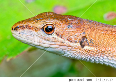 Japanese grass lizard with large eyes Japanese grass lizard with large eyes 141257942