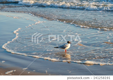 Black Headed Gull Standing in Shallow Waves on Baltic Sea Shore During Peaceful Golden Hour by the Beach Black Headed Gull Standing in Shallow Waves on Baltic Sea Shore During Peaceful Golden Hour by the Beach 141258191