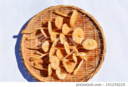 用漏杓盛裝的蜜環菌(Armillaria mellea)。 用漏杓盛裝的蜜環菌(Armillaria mellea)。 141258229