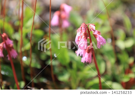 Pink Iwakagami flowers in bloom Pink Iwakagami flowers in bloom 141258233