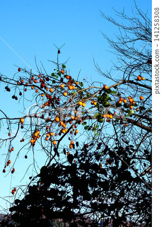 [Kanagawa Prefecture] Persimmons shining against the blue sky 141258308