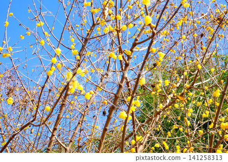 [Kanagawa Prefecture] Wintersweet flowers stand out against the blue sky 141258313