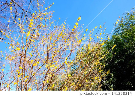 [Kanagawa Prefecture] Wintersweet flowers blooming in the blue sky 141258314