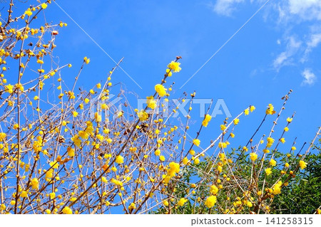 [Kanagawa Prefecture] Winter jasmine blooms in the blue sky 141258315