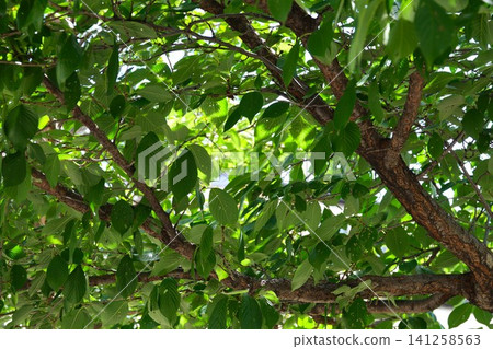 公園裡的櫻花樹葉沐浴在強烈的夏日陽光下。 公園裡的櫻花樹葉沐浴在強烈的夏日陽光下。 141258563