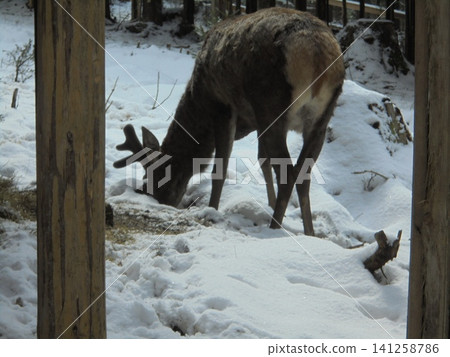 Young male deer eating grass from under the snow in Czech game enclosure Young male deer eating grass from under the snow in Czech game enclosure 141258786