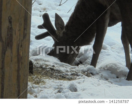 Red deer stag foraging in spring snow in a mountain clearing Red deer stag foraging in spring snow in a mountain clearing 141258787