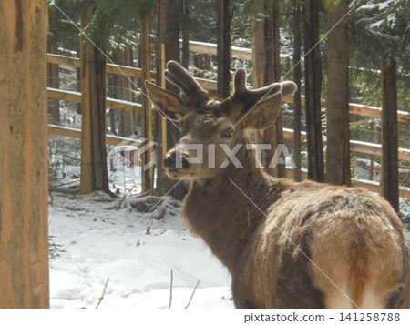 Juvenile deer in a game enclosure,looking over his shoulder Juvenile deer in a game enclosure,looking over his shoulder 141258788